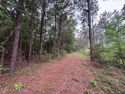 160 Acre in Bienville Parish Near Arcadia, Louisiana