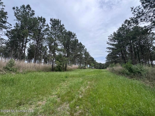 160 Acre in Bienville Parish Near Arcadia, Louisiana