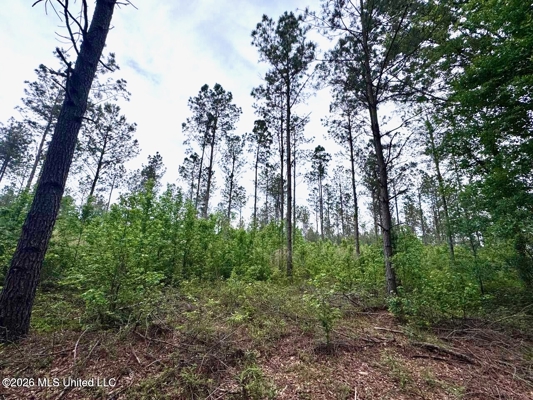160 Acre in Bienville Parish Near Arcadia, Louisiana