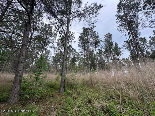 160 Acre in Bienville Parish Near Arcadia, Louisiana
