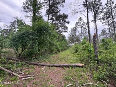 160 Acre in Bienville Parish Near Arcadia, Louisiana - image 16
