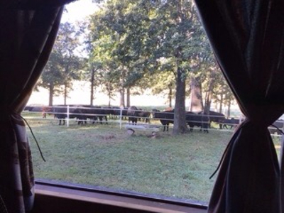Ozarks Riverfront Cattle & Equine Farm For Sale Near Salem Ar - image 13