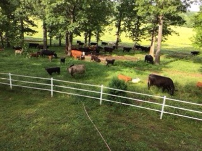 Ozarks Riverfront Cattle & Equine Farm For Sale Near Salem Ar - image 14