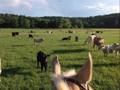 Ozarks Riverfront Cattle & Equine Farm For Sale Near Salem Ar - image 23