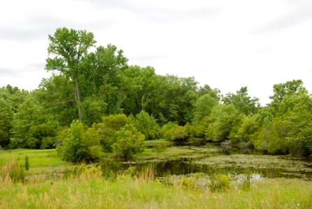 East Texas Pasture Land for Sale Grand Saline TX in Smith County - image 1