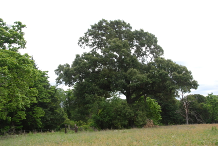 East Texas Pasture Land for Sale Grand Saline TX in Smith County - image 16