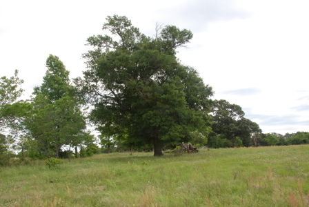 East Texas Pasture Land for Sale Grand Saline TX in Smith County - image 14