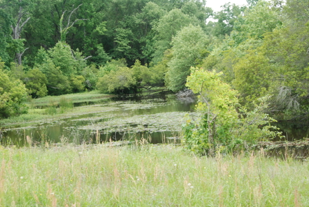 East Texas Pasture Land for Sale Grand Saline TX in Smith County - image 3