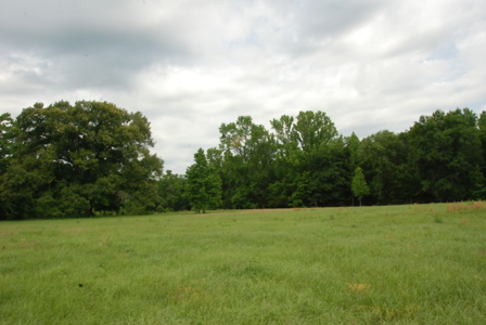 East Texas Pasture Land for Sale Grand Saline TX in Smith County - image 17