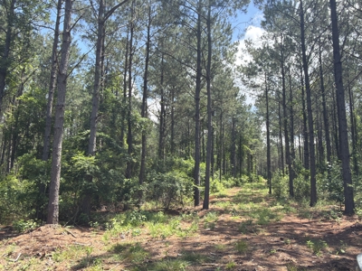 16‑Acre Homesite & Recreational Tract East of Linden, TX - image 4