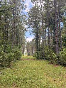 16‑Acre Homesite & Recreational Tract East of Linden, TX - image 11