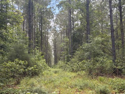 16‑Acre Homesite & Recreational Tract East of Linden, TX - image 12