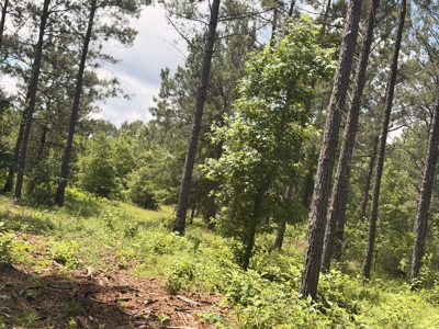 16‑Acre Homesite & Recreational Tract East of Linden, TX - image 8