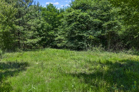 East TX Timber & Hunting Tract for Sale DeBerry TX Panola County - image 16