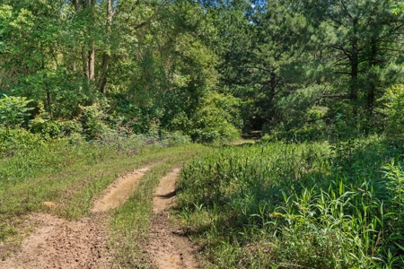 East TX Timber & Hunting Tract for Sale DeBerry TX Panola County - image 10