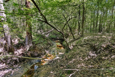 East TX Timber & Hunting Tract for Sale DeBerry TX Panola County - image 18