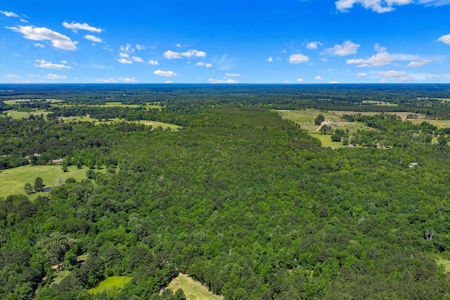 East TX Timber & Hunting Tract for Sale DeBerry TX Panola County - image 4
