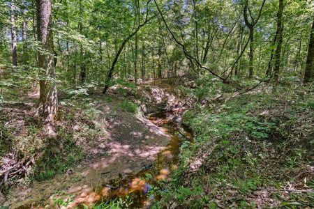 East TX Timber & Hunting Tract for Sale DeBerry TX Panola County - image 19