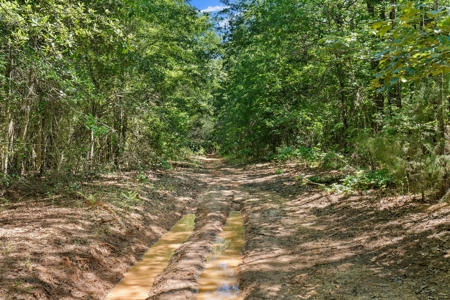 East TX Timber & Hunting Tract for Sale DeBerry TX Panola County - image 9