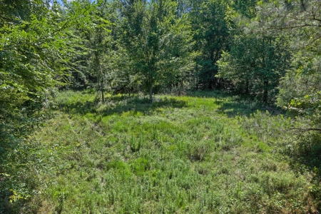 East TX Timber & Hunting Tract for Sale DeBerry TX Panola County - image 15
