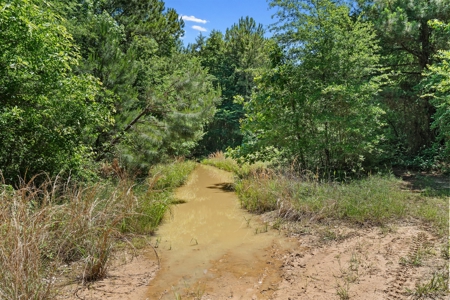 East TX Timber & Hunting Tract for Sale DeBerry TX Panola County - image 21