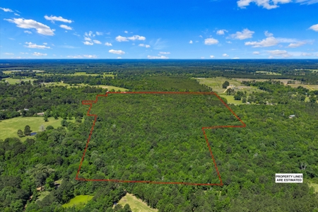 East TX Timber & Hunting Tract for Sale DeBerry TX Panola County - image 5