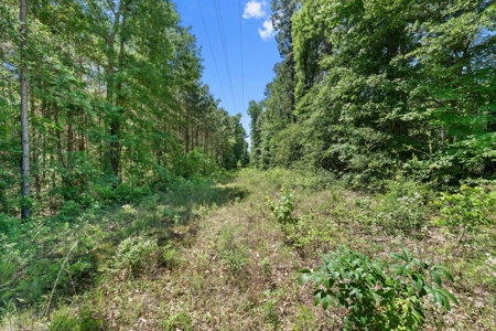 East TX Timber & Hunting Tract for Sale DeBerry TX Panola County - image 24