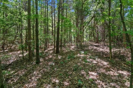 East TX Timber & Hunting Tract for Sale DeBerry TX Panola County - image 17