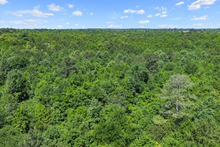 East TX Timber & Hunting Tract for Sale DeBerry TX Panola County - image 6
