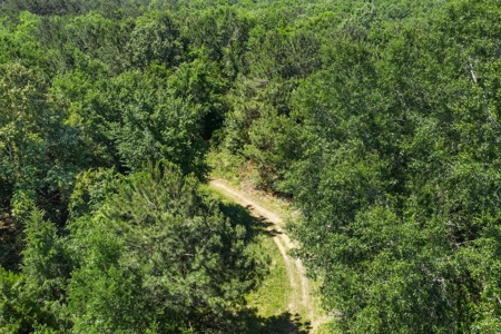 East TX Timber & Hunting Tract for Sale DeBerry TX Panola County - image 7