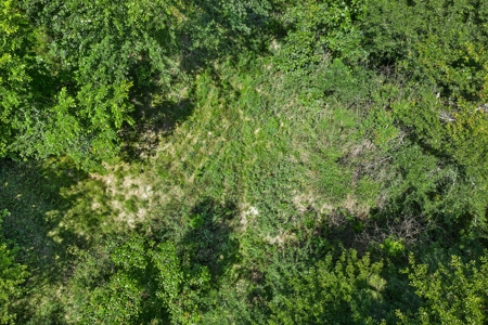 East TX Timber & Hunting Tract for Sale DeBerry TX Panola County - image 13