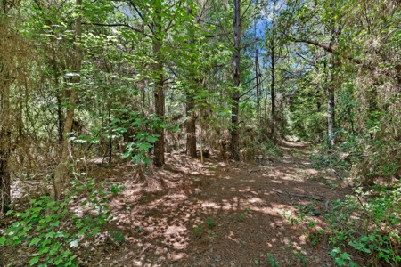 East TX Timber & Hunting Tract for Sale DeBerry TX Panola County - image 23