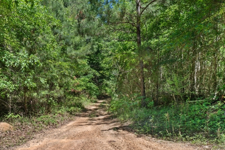 East TX Timber & Hunting Tract for Sale DeBerry TX Panola County - image 8