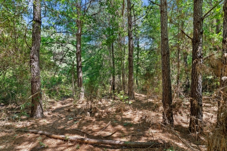 East TX Timber & Hunting Tract for Sale DeBerry TX Panola County - image 22