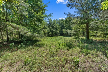 East TX Timber & Hunting Tract for Sale DeBerry TX Panola County - image 12