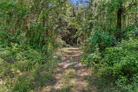 East TX Timber & Hunting Tract for Sale DeBerry TX Panola County - image 20