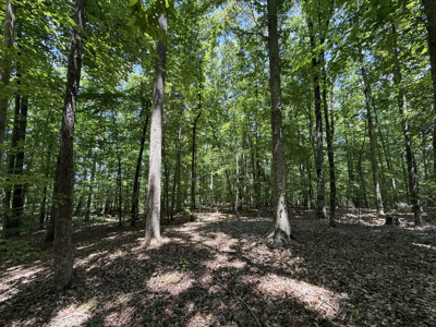 Land For Sale In Tn, Homesite, Hunting, Field, Timber, Creek - image 19
