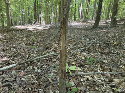 Land For Sale In Tn, Homesite, Hunting, Field, Timber, Creek - image 5
