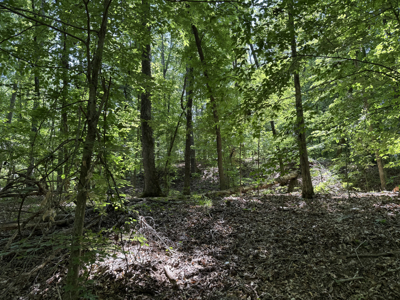 Land For Sale In Tn, Homesite, Hunting, Field, Timber, Creek - image 22