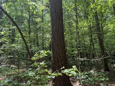 Land For Sale In Tn, Homesite, Hunting, Field, Timber, Creek - image 27