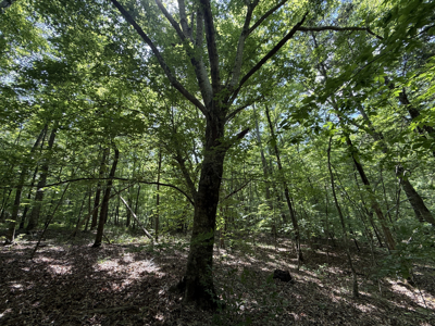 Land For Sale In Tn, Homesite, Hunting, Field, Timber, Creek - image 26