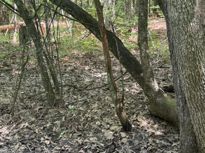 Land For Sale In Tn, Homesite, Hunting, Field, Timber, Creek - image 23