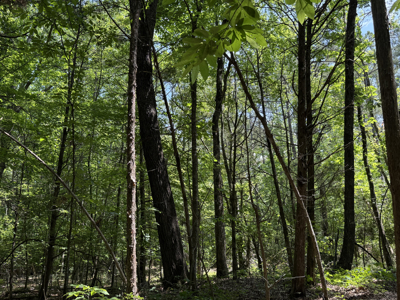 Land For Sale In Tn, Homesite, Hunting, Field, Timber, Creek - image 13