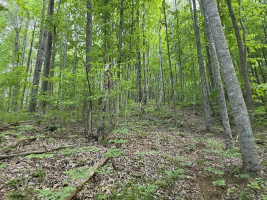 Wooded Land for Sale in Hillcrest Estates Subdivision
