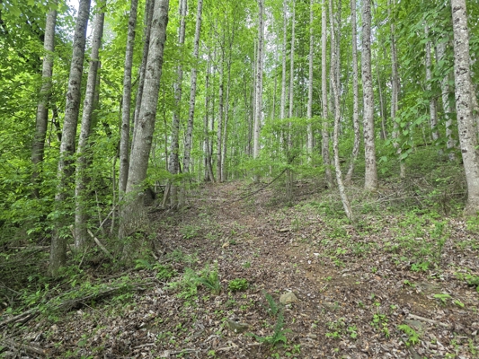 Wooded Land for Sale in Hillcrest Estates Subdivision