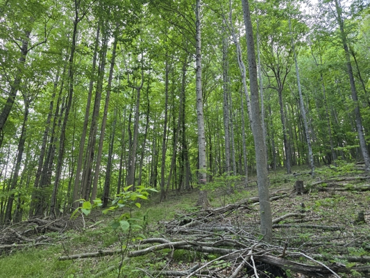 Wooded Land for Sale in Hillcrest Estates Subdivision