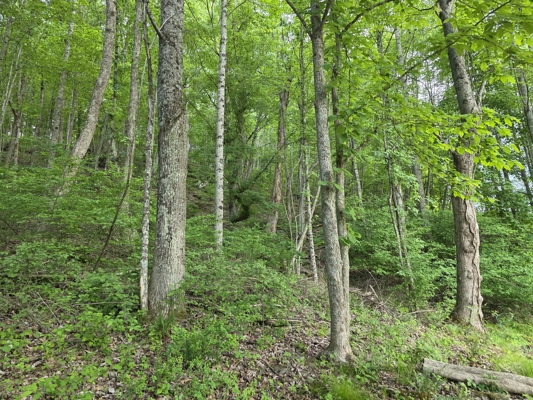 Wooded Land for Sale in Hillcrest Estates Subdivision