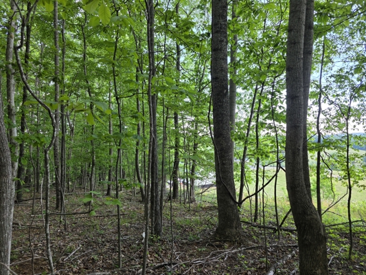 Wooded Land for Sale in Hillcrest Estates Subdivision