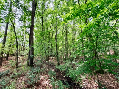 Land For Sale Near Bay Springs Lake Prentiss County, MS - image 3