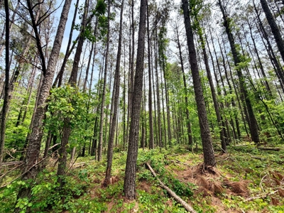Land For Sale Near Bay Springs Lake Prentiss County, MS - image 4